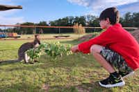 Zoopark Zelčín - Junge füttert Wallaby mit Blättern im Streichelzoo des Campingplatzes