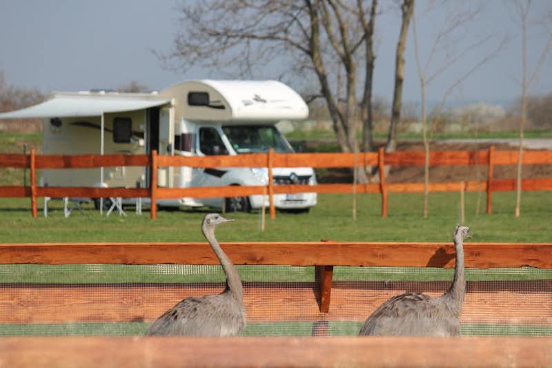 Zoopark Zelčín - zwei junge Strauße im Streichelzoo vor den Standplätzen des Campingplatzes mit Wohnmobil