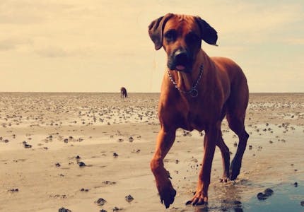 camping mit hund an der ostsee die top platze pincamp by adac