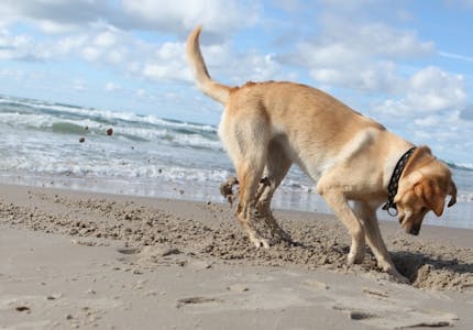 camping mit hund auf usedom die top platze pincamp by adac