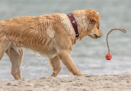 camping mit hund an der ostsee die top platze pincamp by adac
