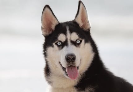 camping mit hund in zeeland pincamp by adac