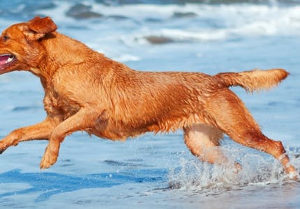 camping mit hund in frankreich die top platze pincamp by adac