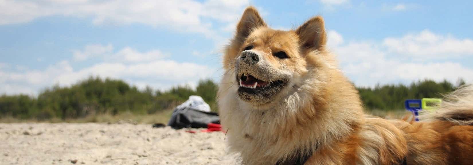 Camping am Edersee mit Hund