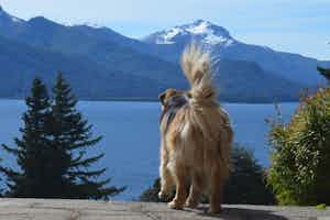 Camping avec un chien au lac de Garde