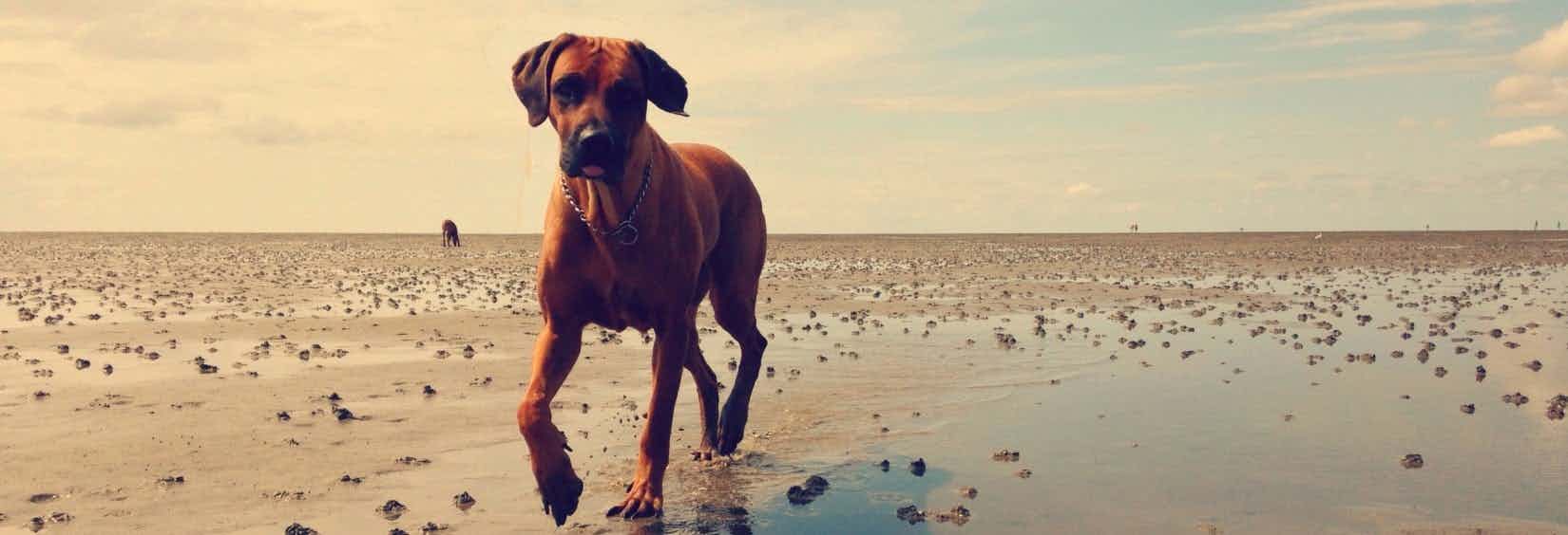 Camping an der Nordsee mit Hund