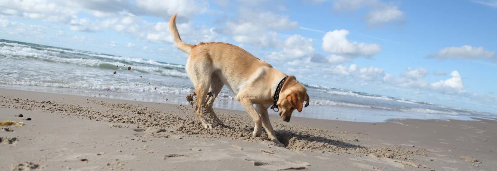 Camping an der Ostsee mit Hund