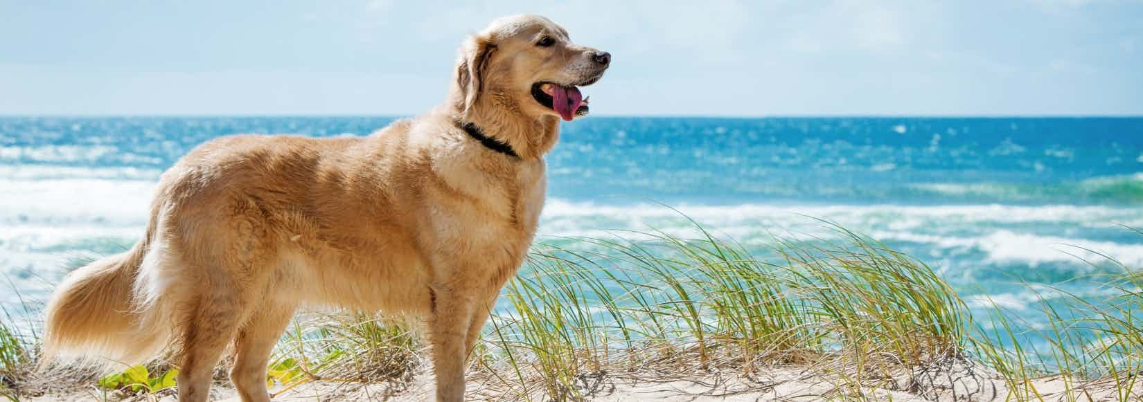 Camping avec un chien à Bibione