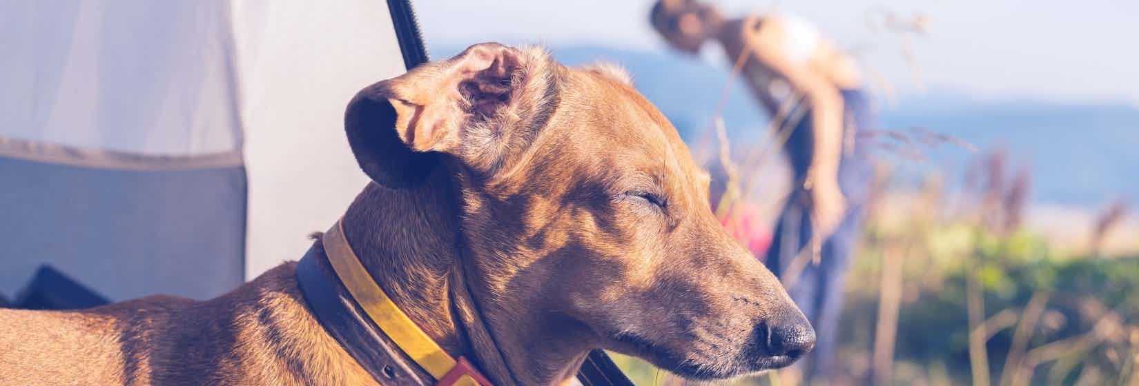 Camping mit Hund auf Rügen