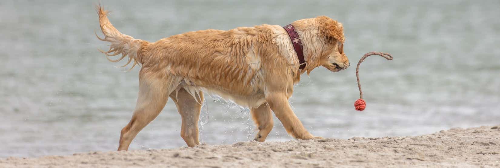 Camping mit Hund auf Usedom