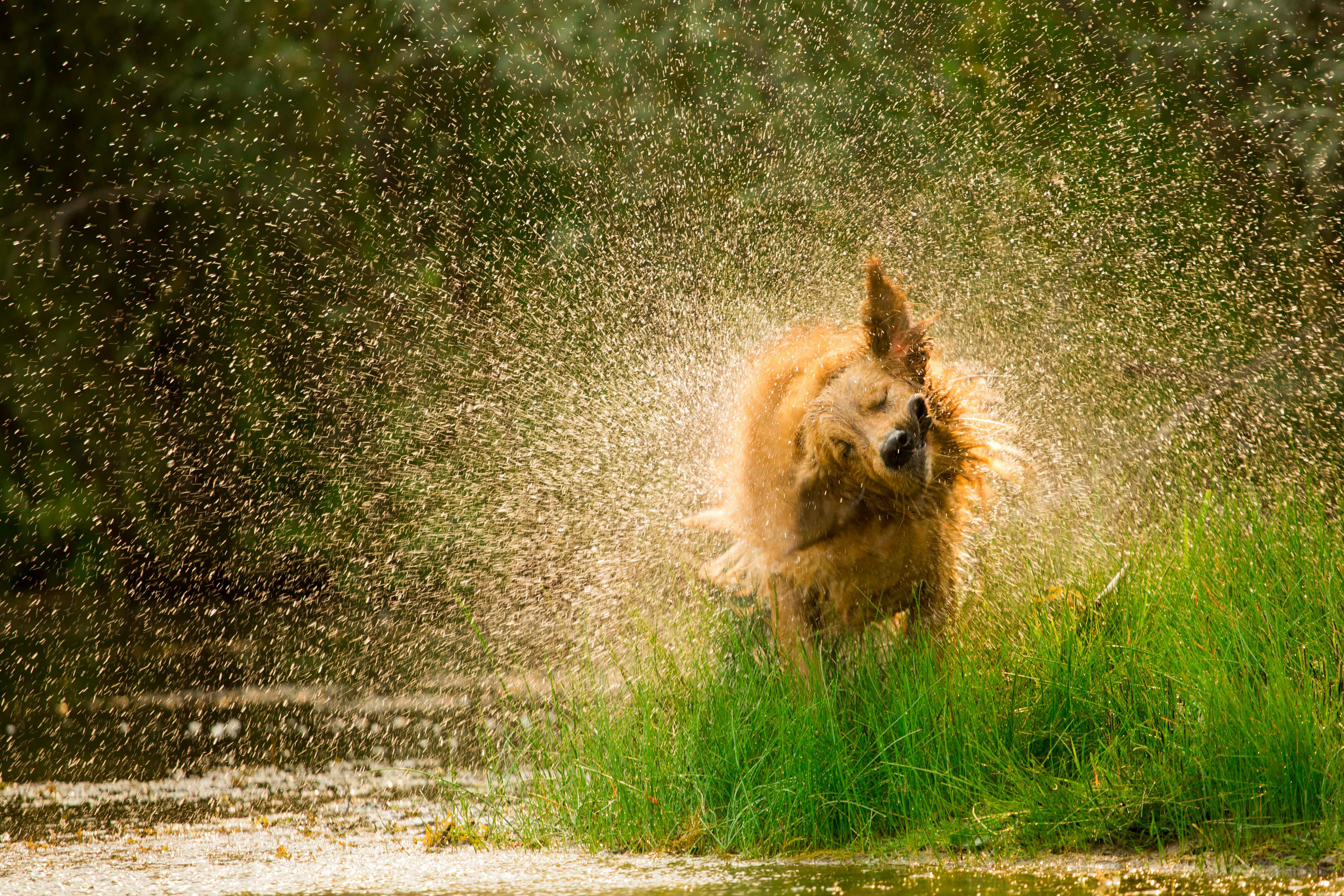 Camping in Baden-Württemberg mit Hund