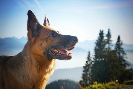 Campeggio con cane in Baviera