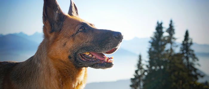 Campeggio con cane in Baviera