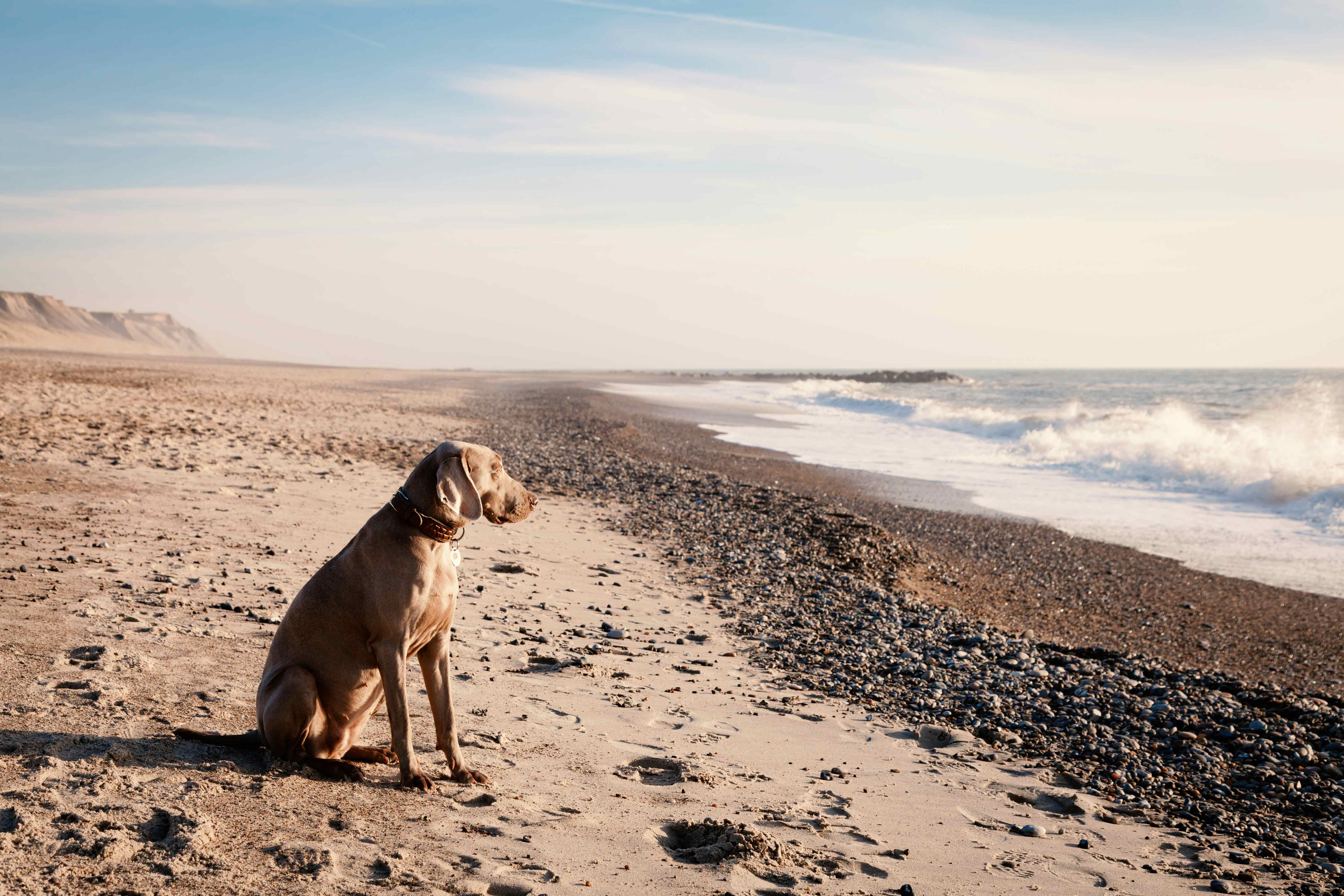 Camping in Dänemark mit Hund