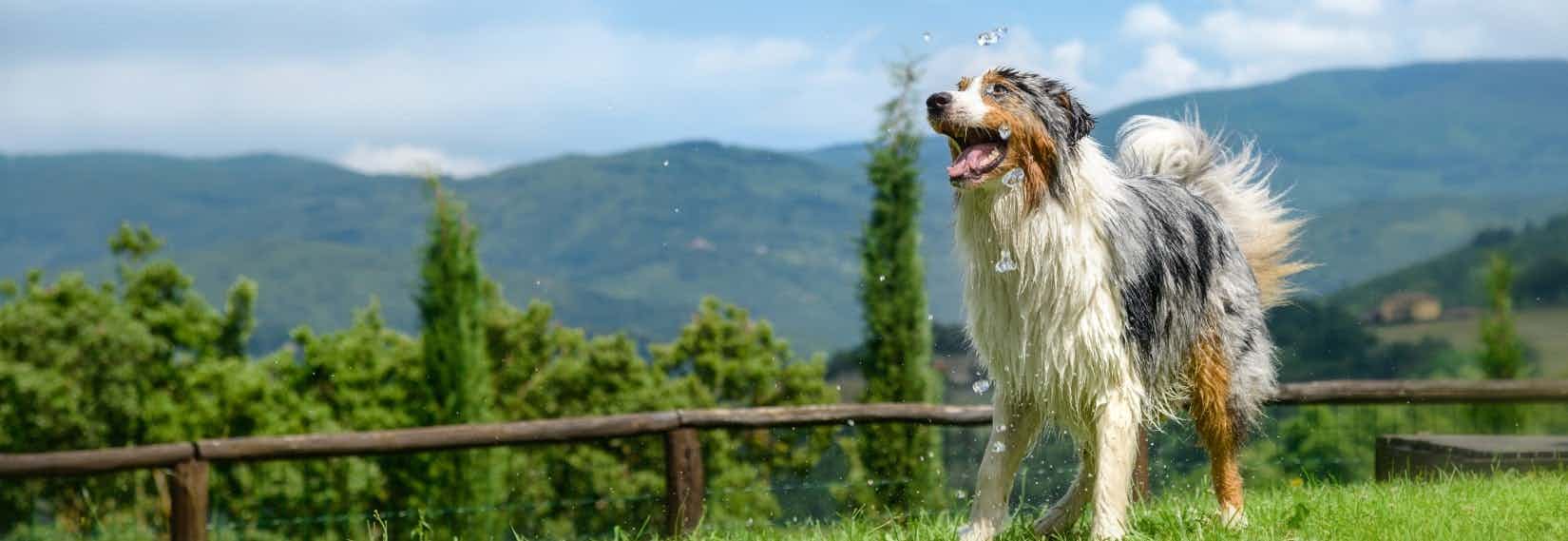 Kamperen met hond in Toscane