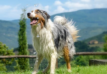 Camping mit Hund in der Toskana