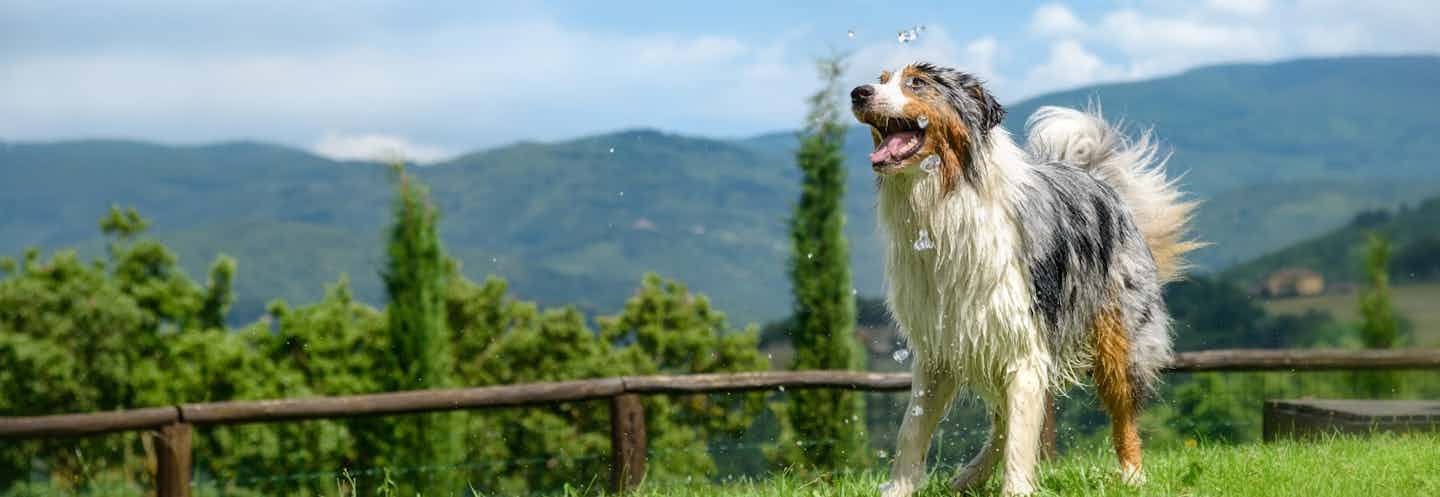 Campeggio con cane in Toscana