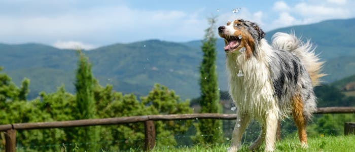 Camping avec un chien en Toscane