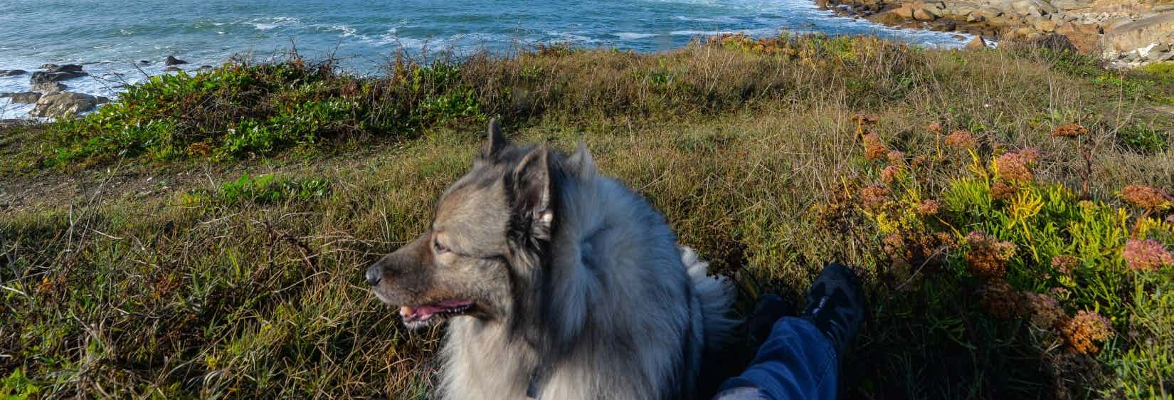 Camping in Frankreich mit Hund