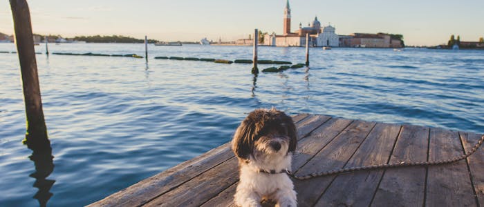 Camping avec un chien en Italie