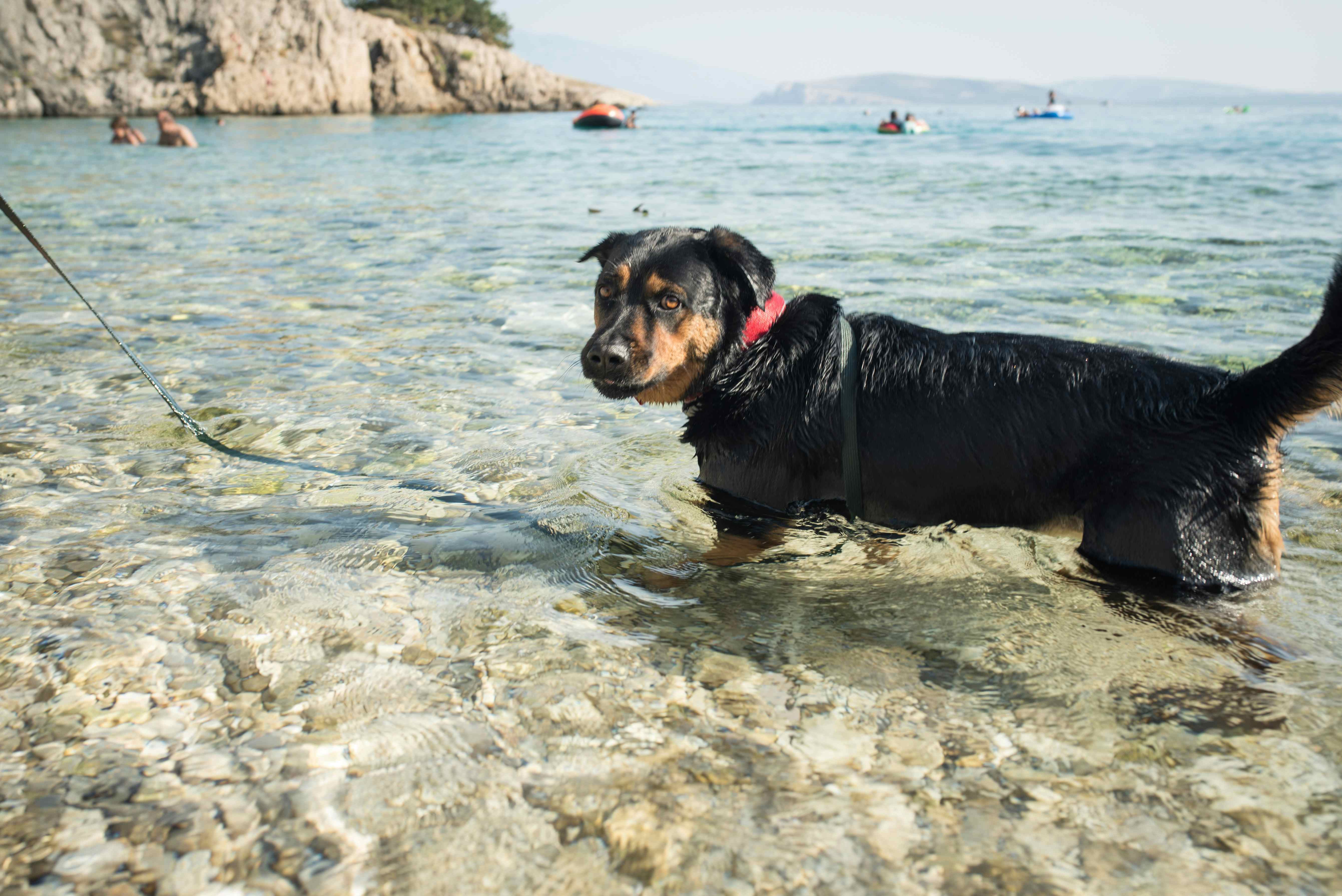 Camping mit Hund in Kroatien