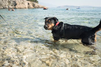 Campeggio con il cane in Croazia