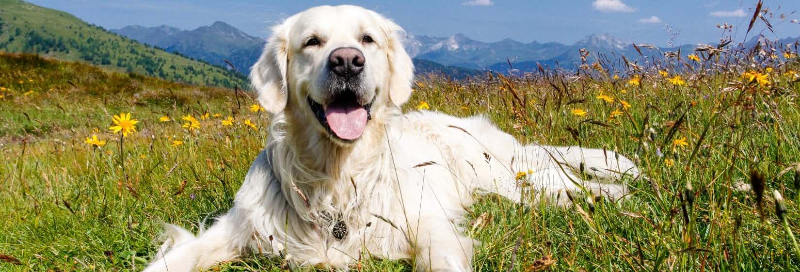 Camping in Österreich mit Hund