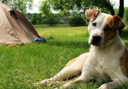 Camping mit Hund in Südtirol