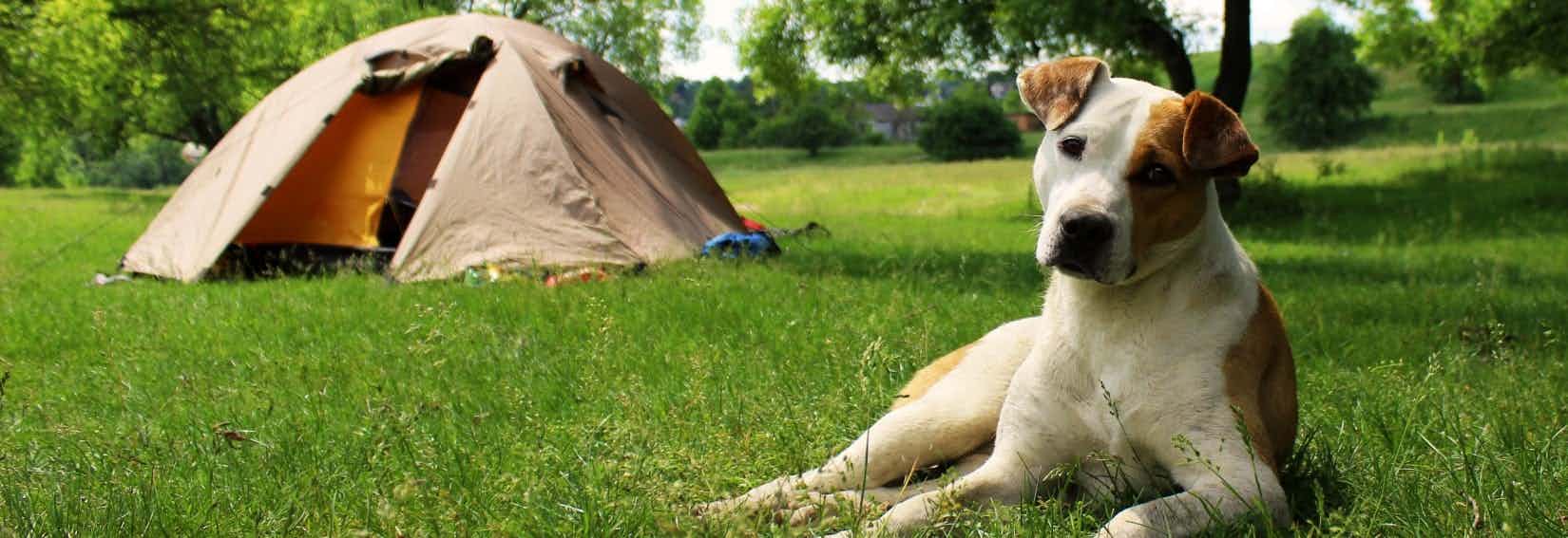 Camping avec un chien au Tyrol du Sud