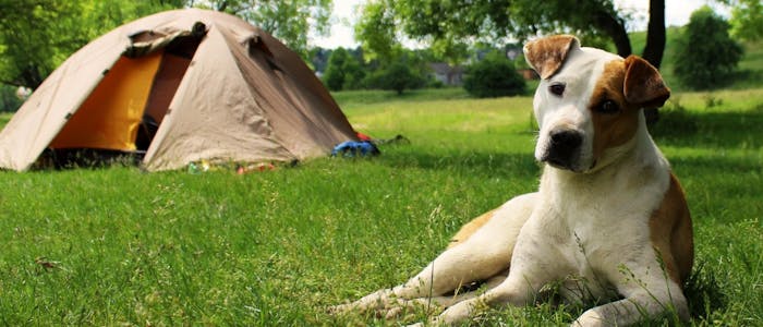Camping avec un chien au Tyrol du Sud