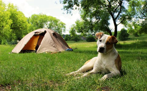 Camping avec un chien au Tyrol