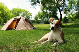 Camping mit Hund in Tirol