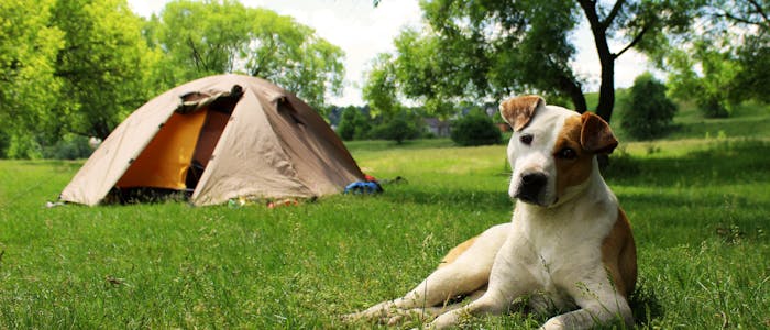 Campeggio con il cane in Tirolo