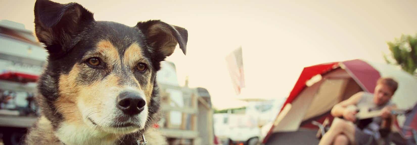 Camping mit Hund in Zeeland