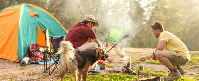 Camping avec un chien