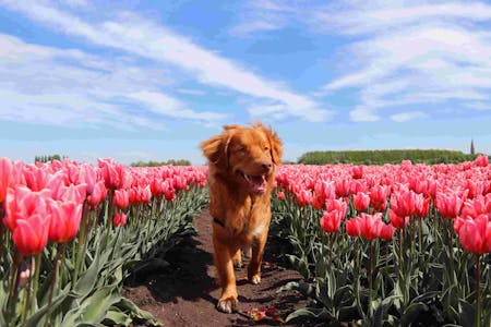 Nederland met hond