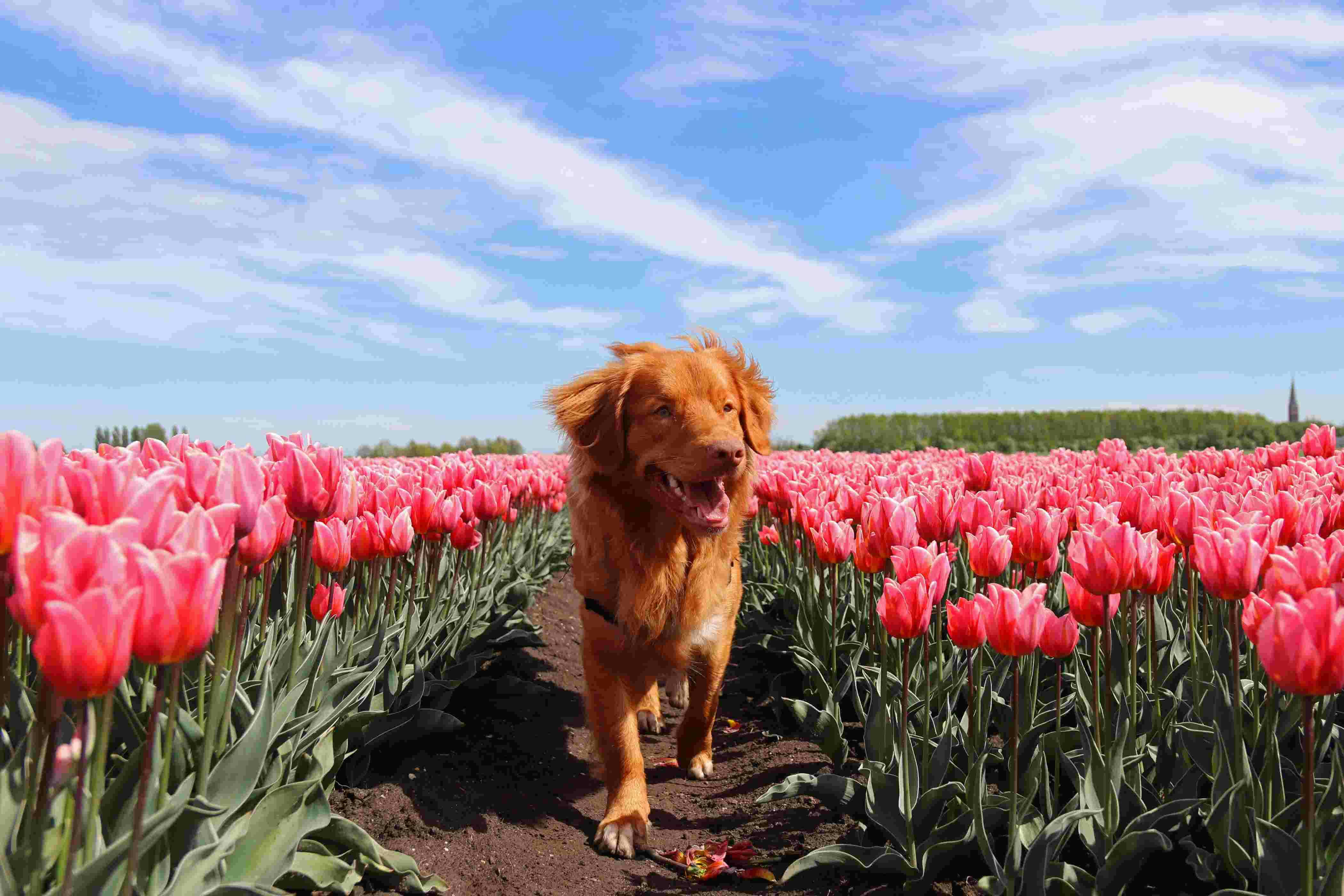 Camping mit Hund in Holland