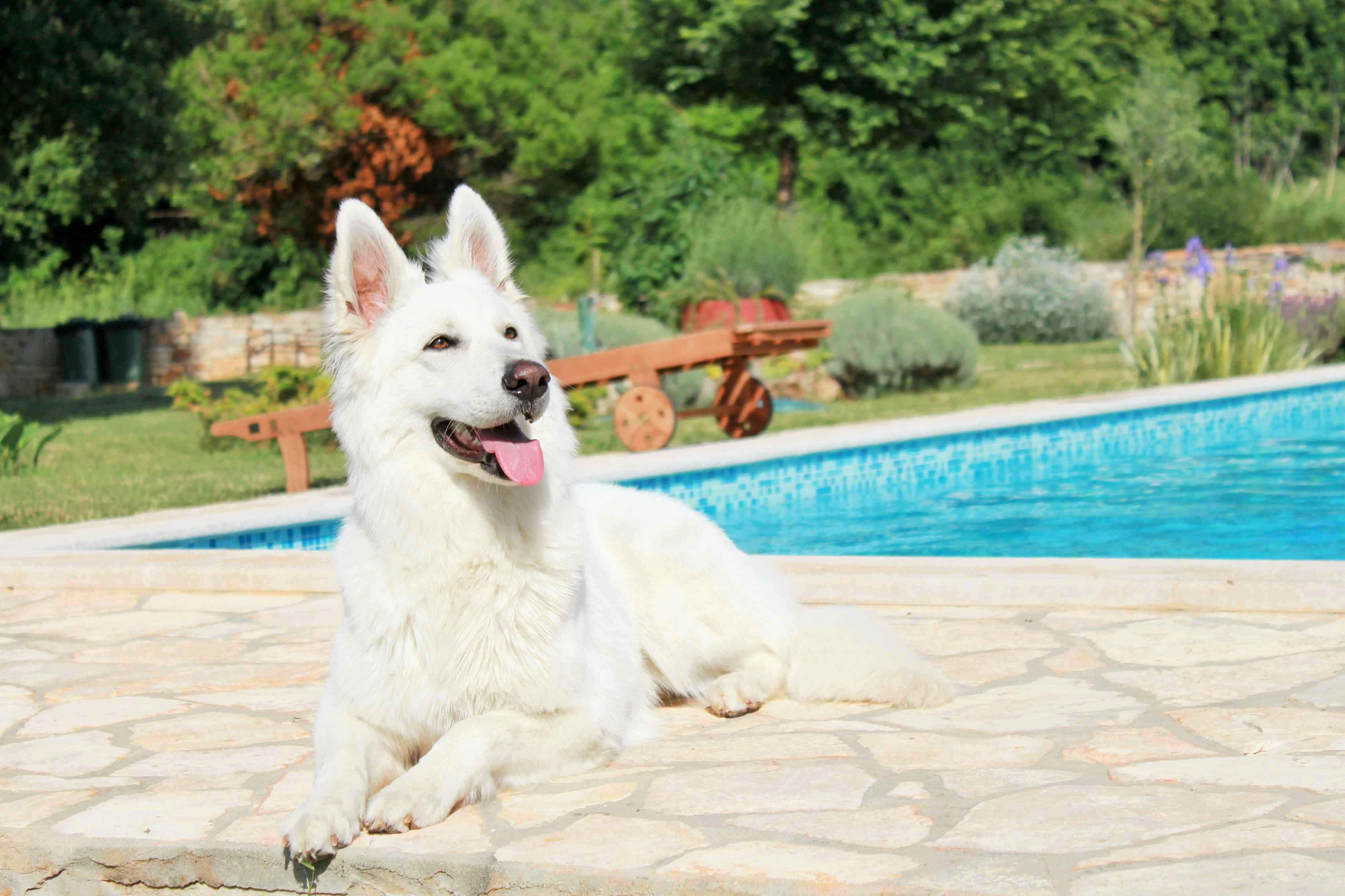Camping mit Hund in Istrien