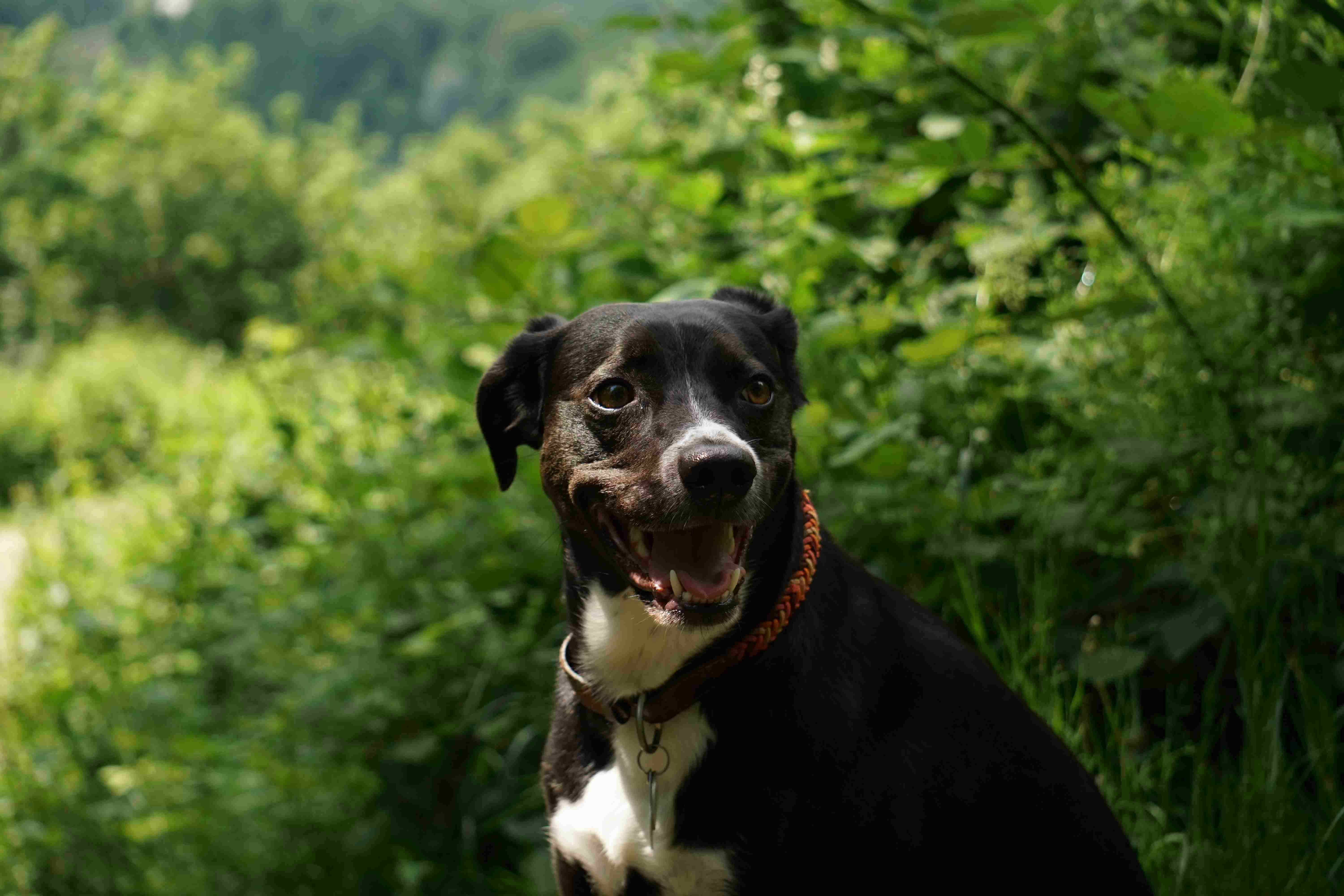 Camping mit Hund im Sauerland