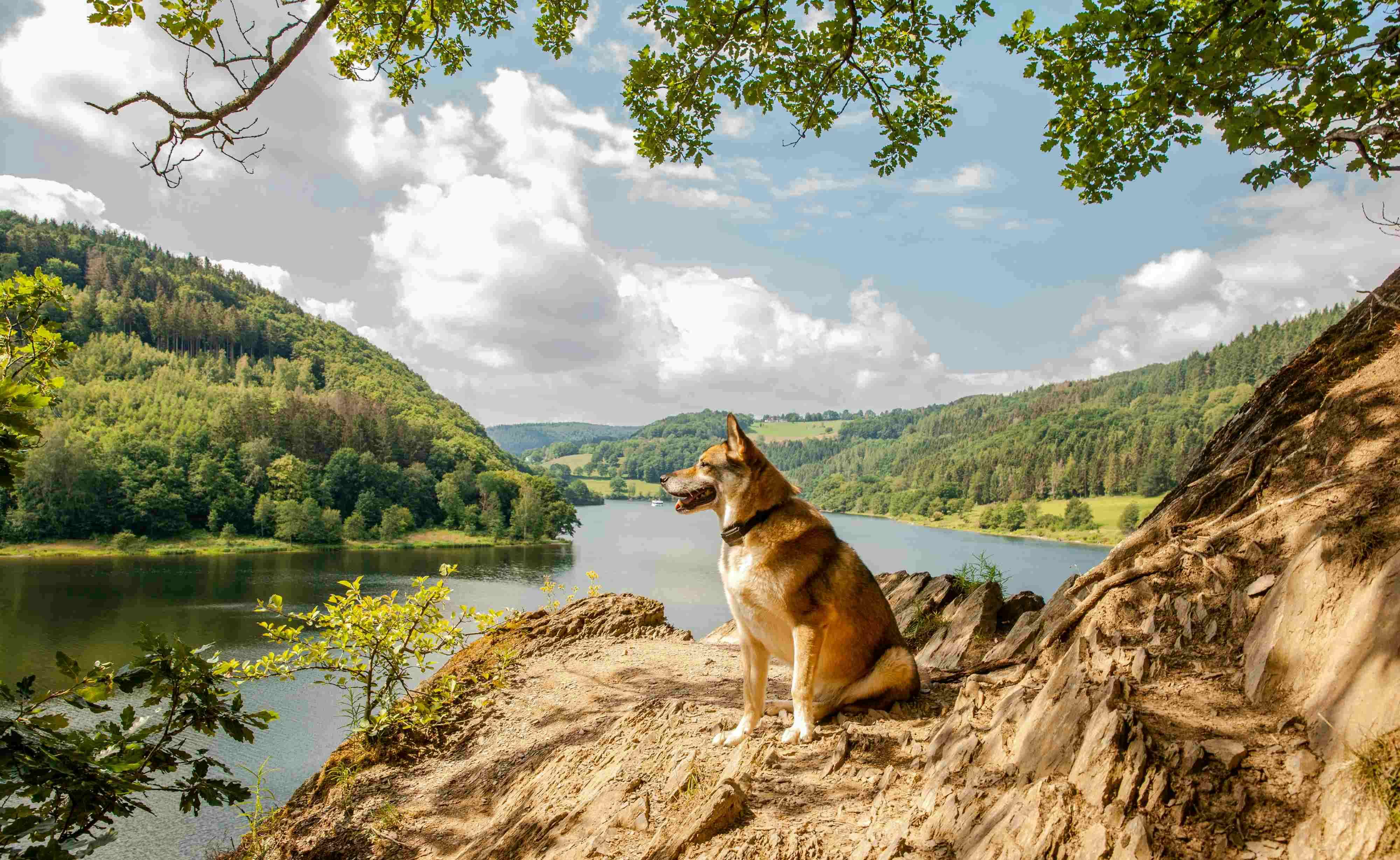 Camping mit Hund in der Eifel
