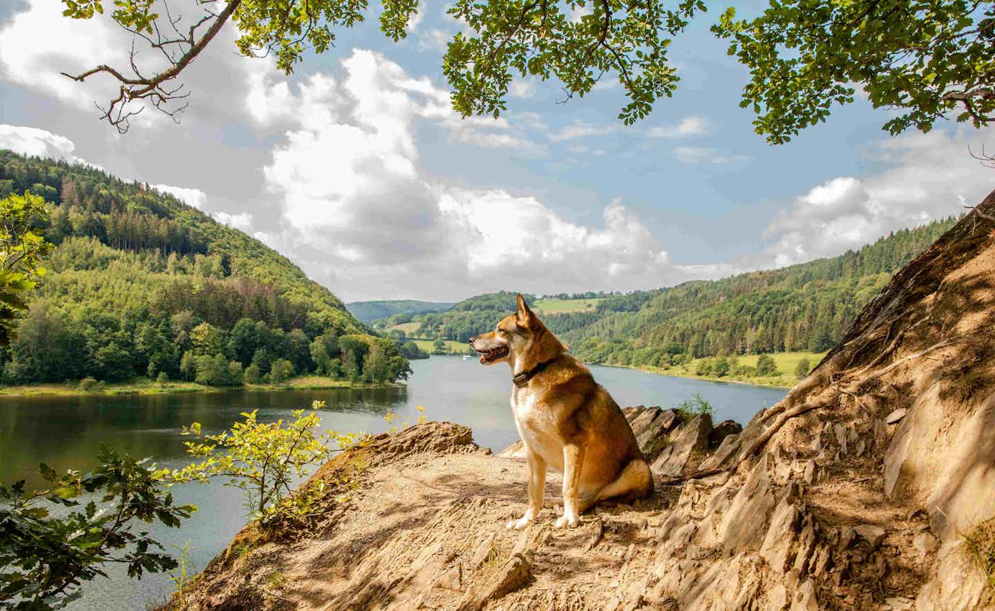 Camping avec chien dans l'Eifel