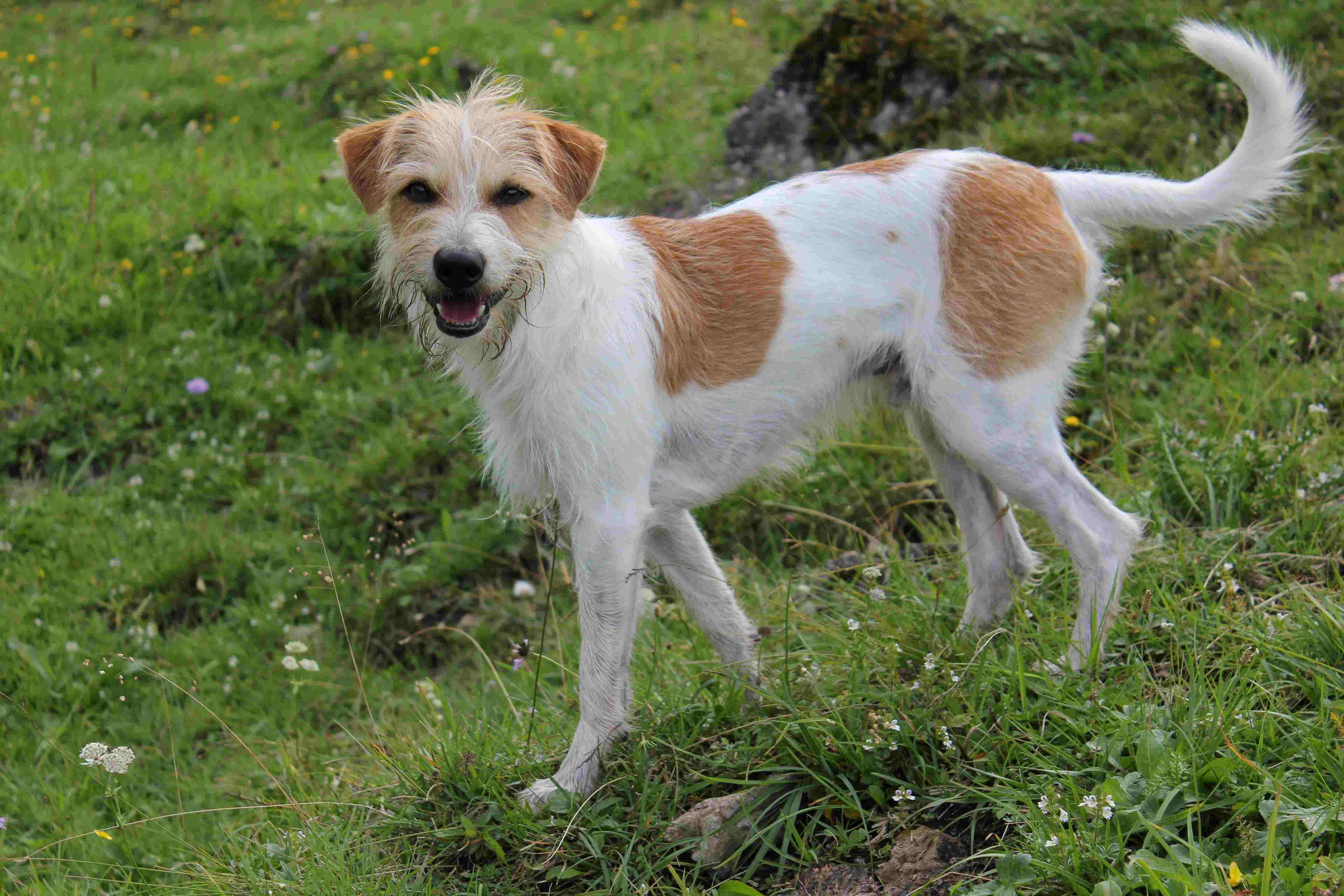 Camping mit Hund im Altmühltal
