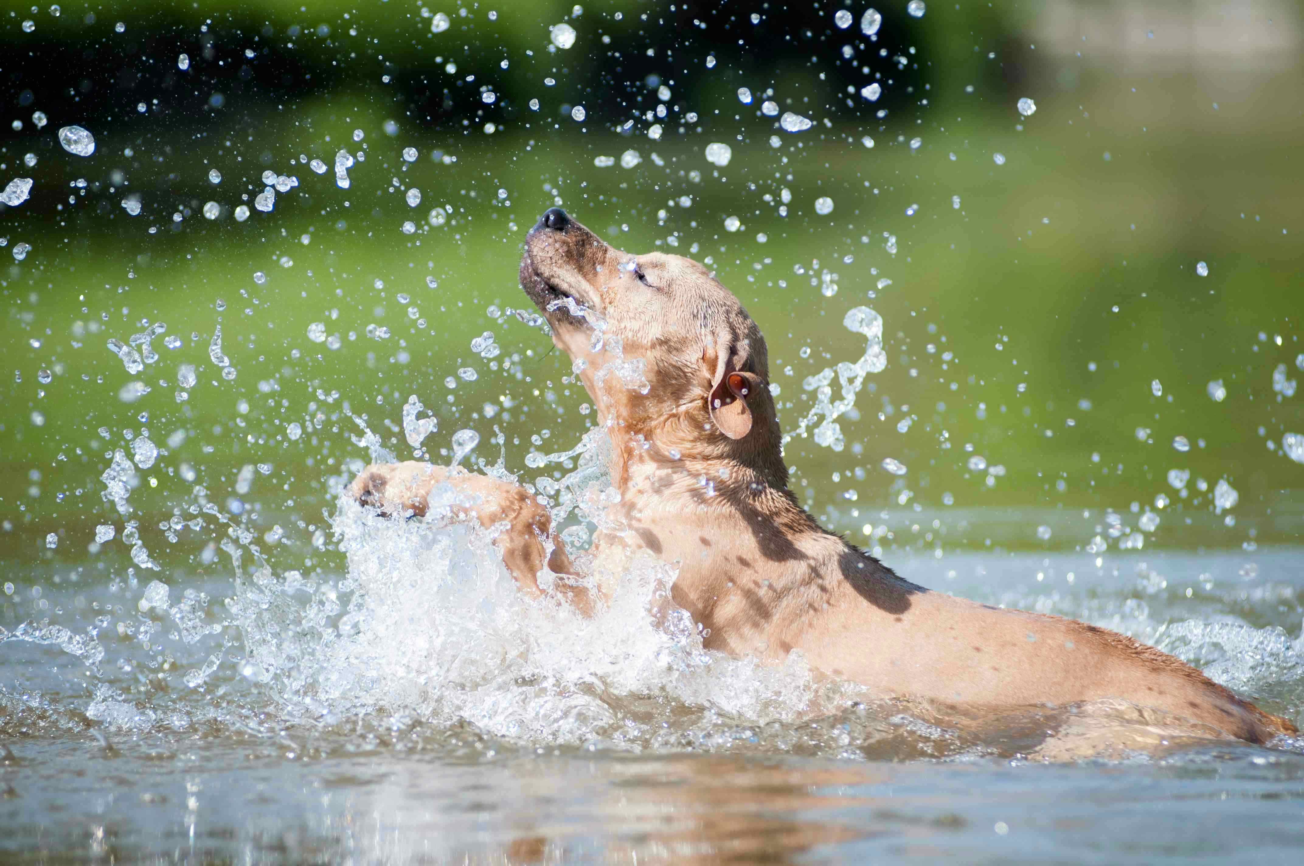 Camping mit Hund am Ossiacher See