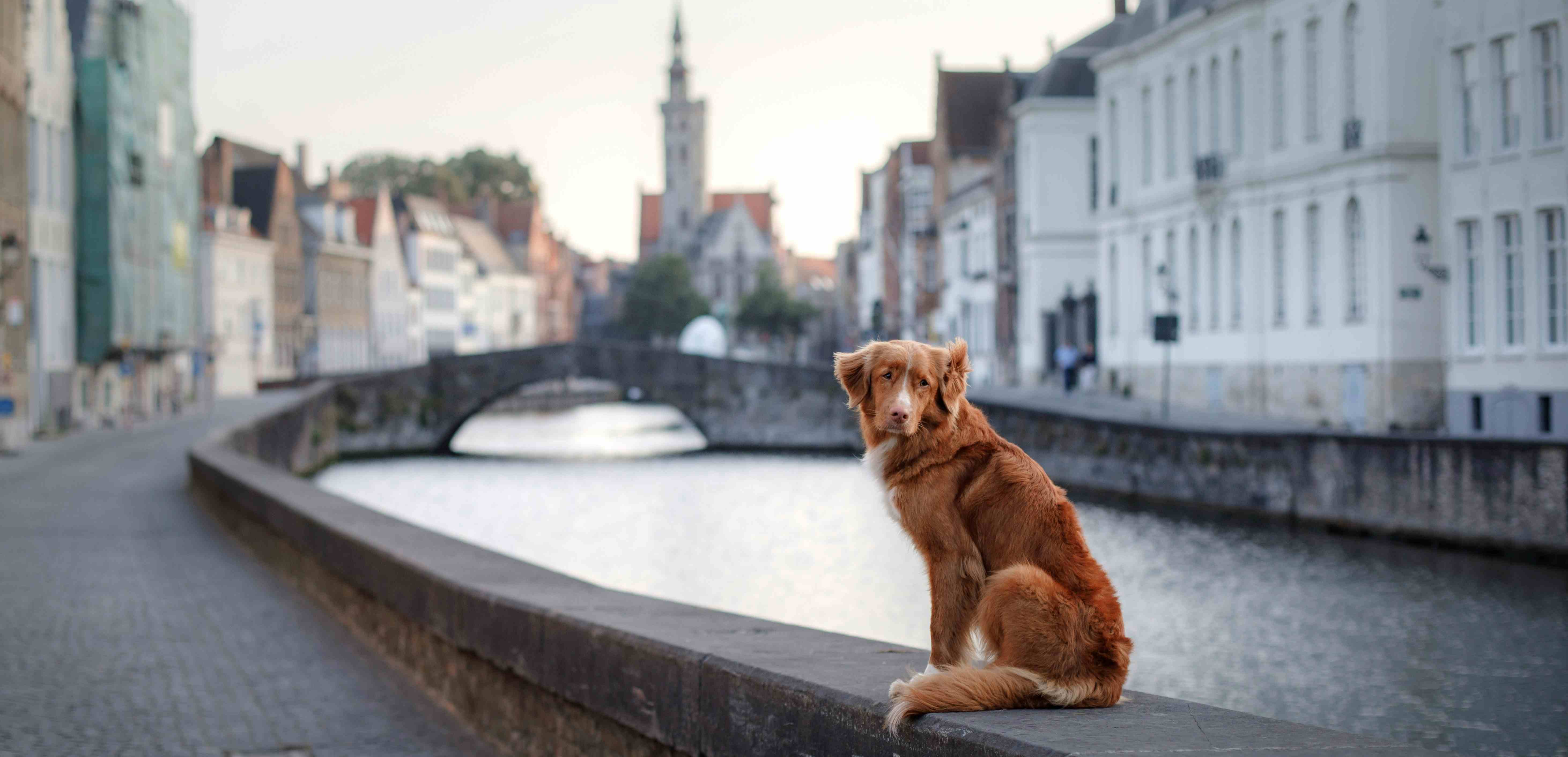 België met hond
