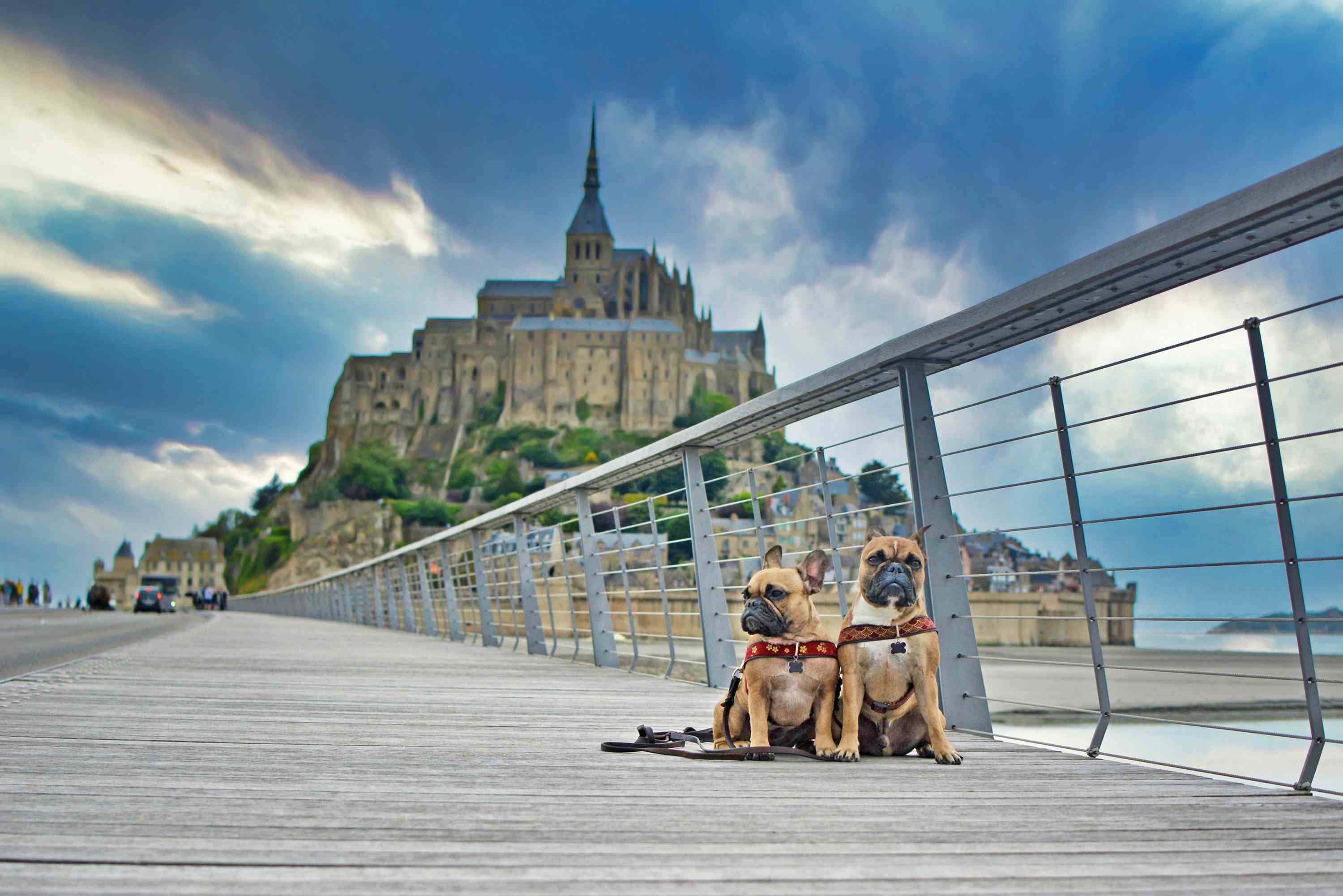 Kamperen met hond in Normandië