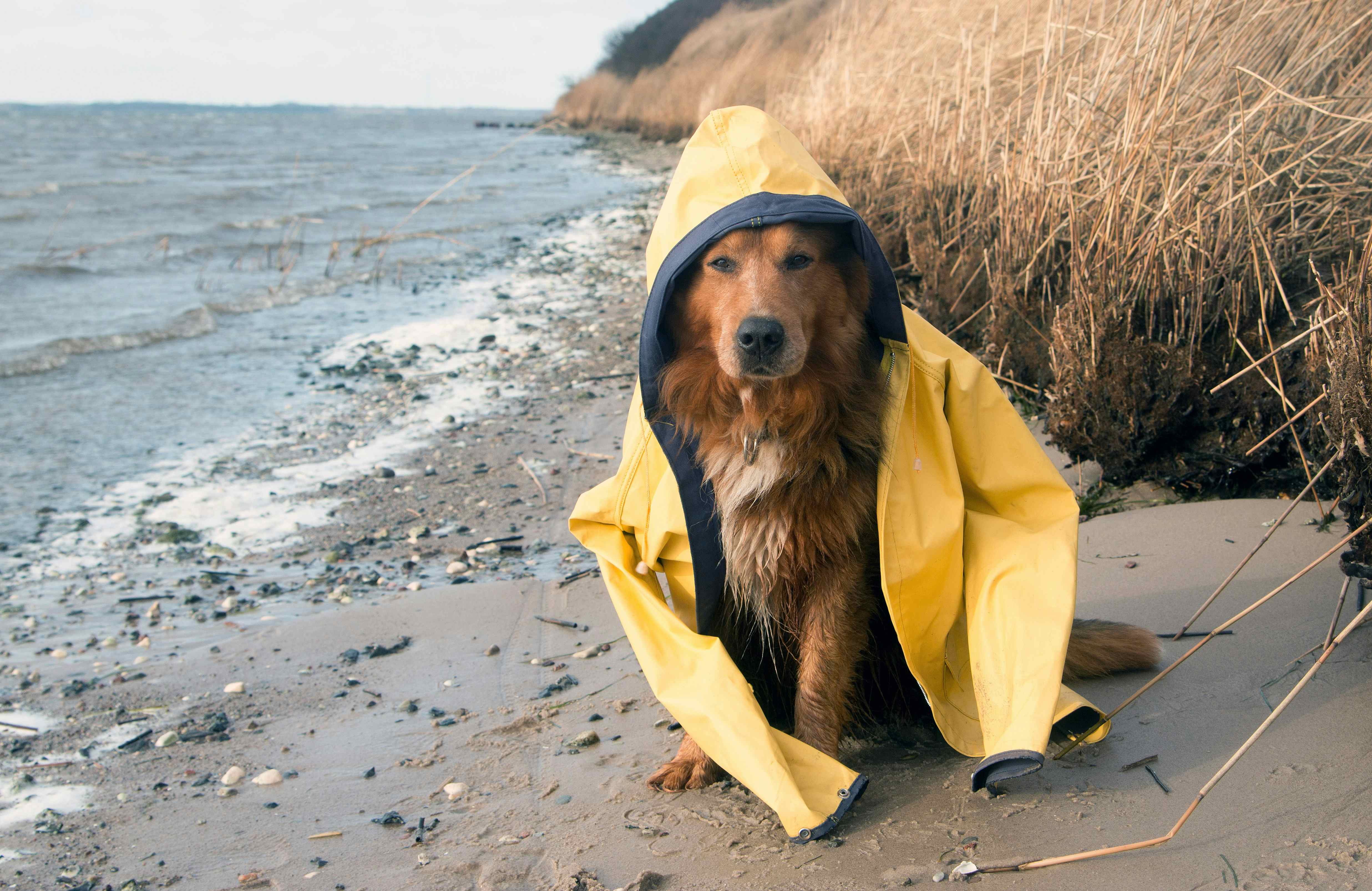 Camping mit Hund in Ostfriesland