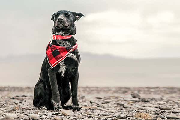 Camping mit Hund in Nordholland