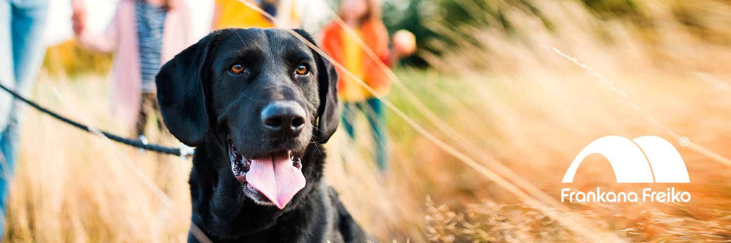 Camping mit Hund am Meer in Dänemark