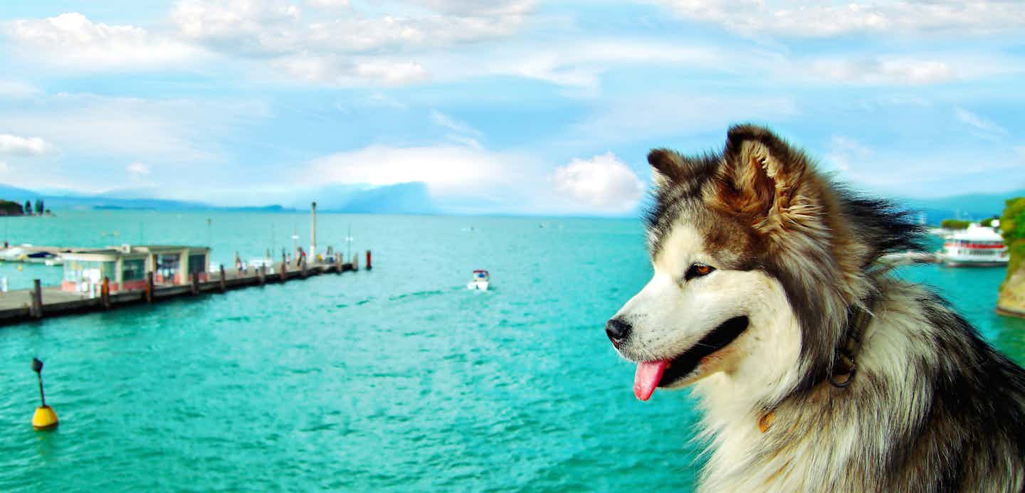 Camping avec chien à l'île d'Elbe