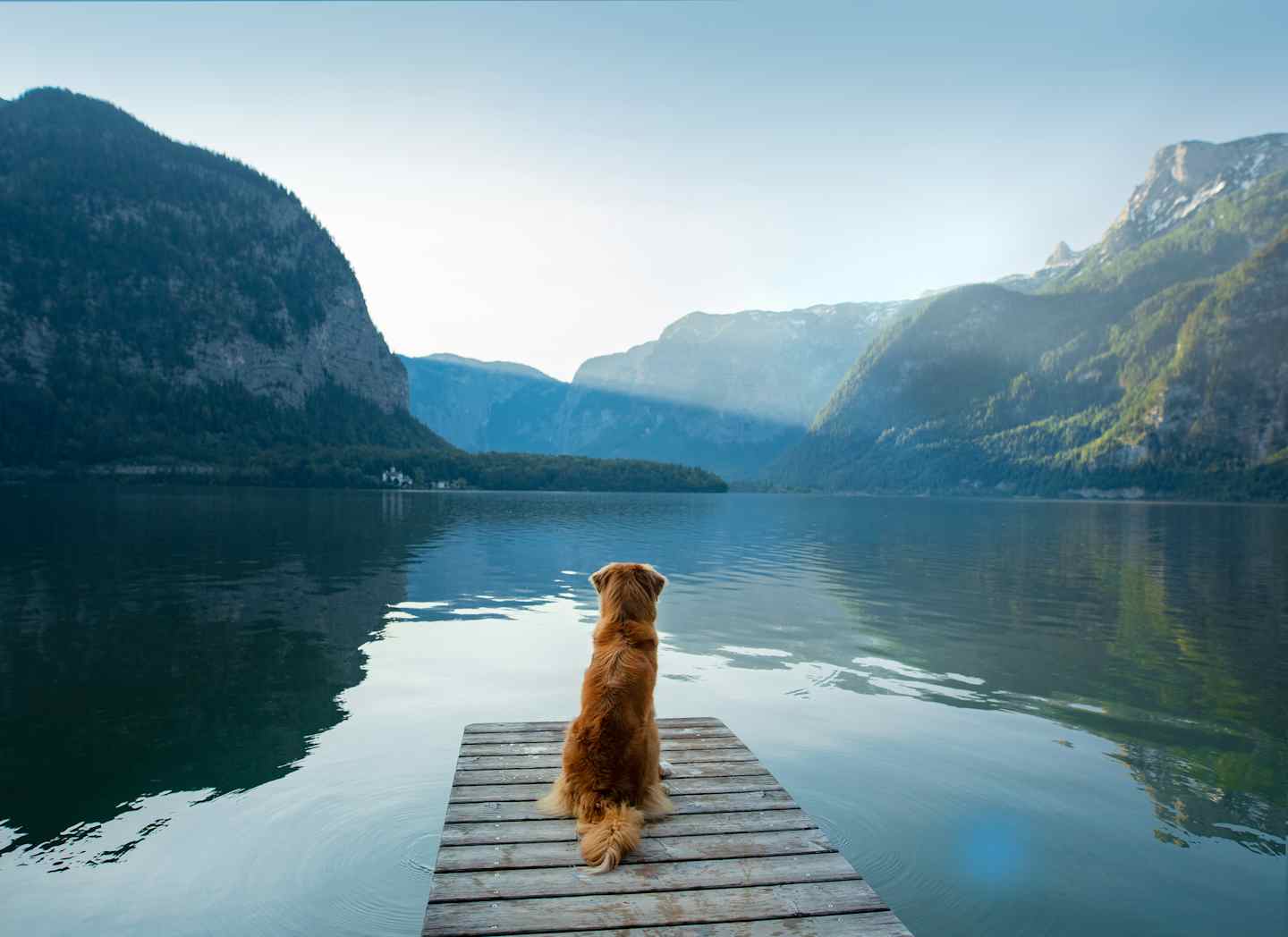 Camping avec chien au lac de Faak